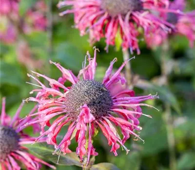 Monarda Fistulosa-Hybr.'Beauty of Cobham' Monarda Fistulosa-Hybr.'Beauty of Cobham'