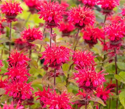 Monarda Fistulosa-Hybr.'Gardenview Scarlet' Monarda Fistulosa-Hybr.'Gardenview Scarlet'