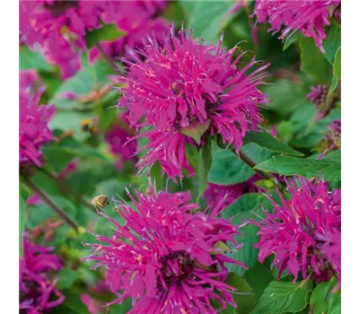 Monarda Hybr. 'Knight Purple' Monarda Hybr. 'Knight Purple'