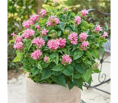 Monarda x didyma 'Melua Pink'