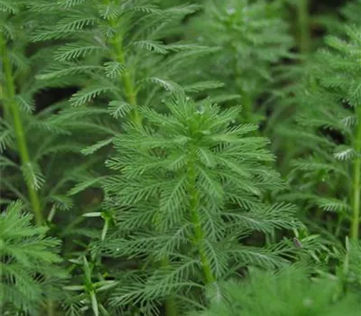 Myriophyllum hippuroides Myriophyllum hippuroides