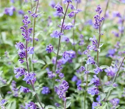 Nepeta x faassenii Nepeta x faassenii