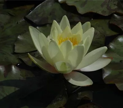 Nymphaea Hybr.'Colonel A.J.Welch' Nymphaea Hybr.'Colonel A.J.Welch'