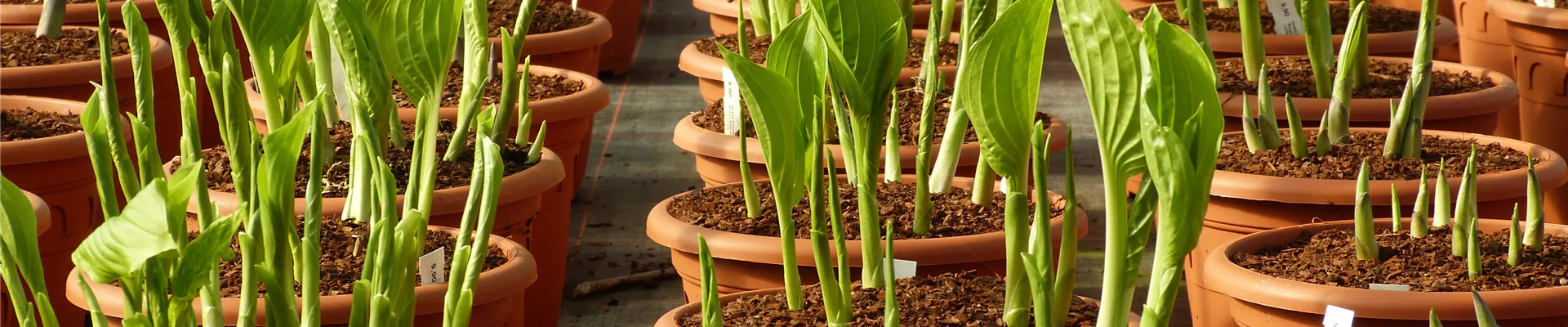 Stöcker Stauden_XXL- Hosta  Stöcker Stauden_XXL- Hosta