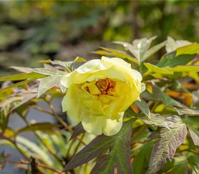 Paeonia Itoh-Hybr.'Garden Treasure' Paeonia Itoh-Hybr.'Garden Treasure'