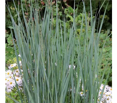 Panicum virgatum 'Heavy Metal' Panicum virgatum 'Heavy Metal'