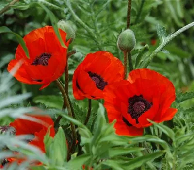 Papaver orientale 'Beauty of Livermere' Papaver orientale 'Beauty of Livermere'