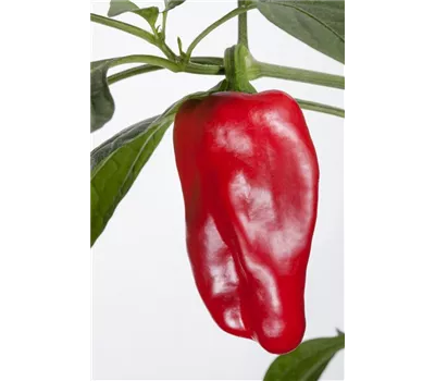 Paprika 'Beluga Red F1' Paprika 'Beluga Red F1'