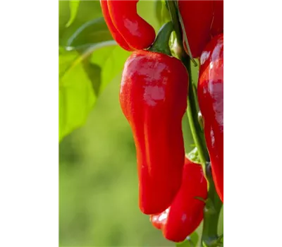 Paprika 'Lipari F1'