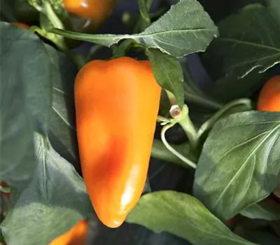 Paprika 'Lubega Mini Orange F1'