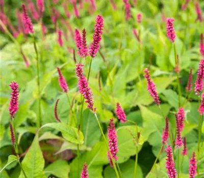 Persicaria amplexicaule 'Lisan' Persicaria amplexicaule 'Lisan'