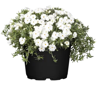 Phlox Douglasii-Hybr.'White Admiral' Phlox Douglasii-Hybr.'White Admiral'