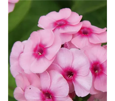 Phlox pan. Adessa-Ser.'Pink' -R- Phlox pan. Adessa-Ser.'Pink' -R-