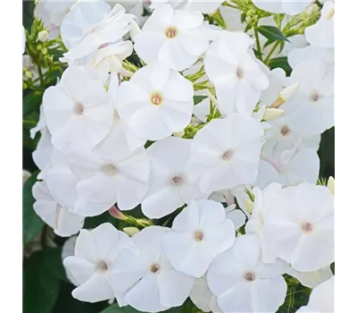 Phlox pan. Adessa-Ser.'White' -R- Phlox pan. Adessa-Ser.'White' -R-