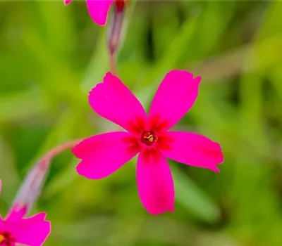 Phlox subulata 'Scarlet Flame'