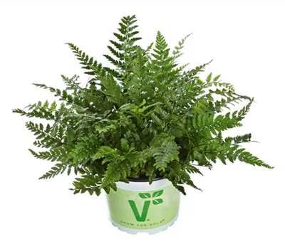 Polystichum tsus-simense 'Roca'