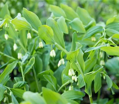 Polygonatum multiflorum Polygonatum multiflorum