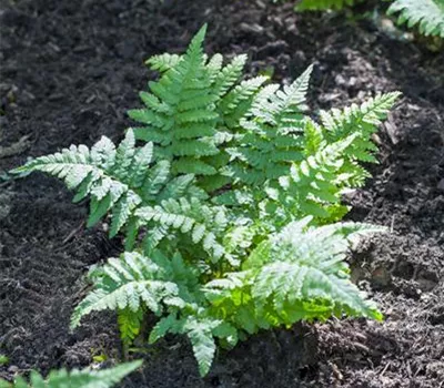Polypodium vulgare Polypodium vulgare