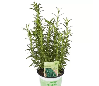 Rosmarinus officinalis 'Abraxas'