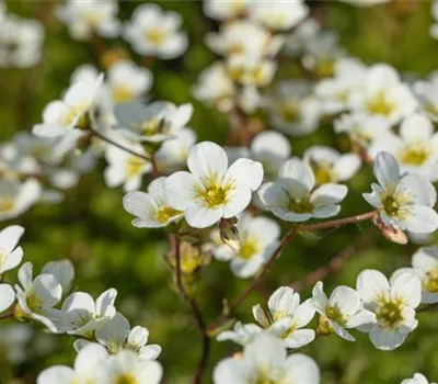 Saxifraga Arendsii-Hybr.'Buttercup' Saxifraga Arendsii-Hybr.'Buttercup'