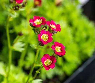 Saxifraga Arendsii-Hybr.'Harder Zwerg' Saxifraga Arendsii-Hybr.'Harder Zwerg'