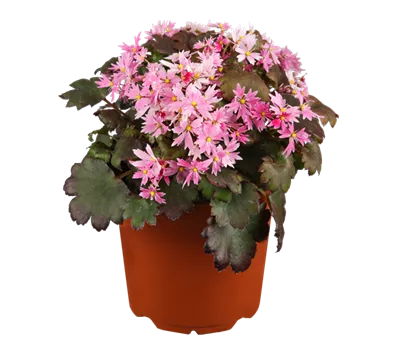 Saxifraga cortusifolia 'Black Ruby' Saxifraga cortusifolia 'Black Ruby'