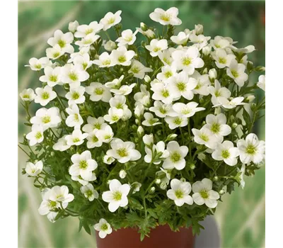 Saxifraga x arendsii 'Alpino White' Saxifraga x arendsii 'Alpino White'