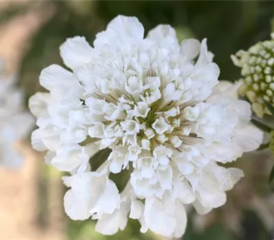 Scabiosa caucasica 'Perfecta Alba' Scabiosa caucasica 'Perfecta Alba'