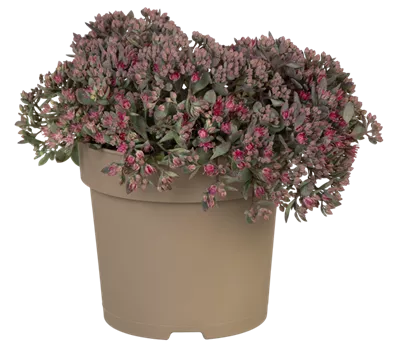 Sedum Cauticolum-Hybr.'Rocky' Sedum Cauticolum-Hybr.'Rocky'