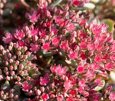 Sedum Cauticolum-Hybr.'Painted Pebble' Sedum Cauticolum-Hybr.'Painted Pebble'