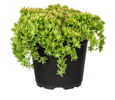 Sedum album 'Coral Carpet' Sedum album 'Coral Carpet'