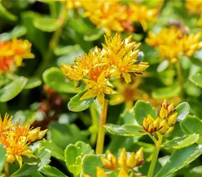 Sedum hybridum 'Immergrünchen' Sedum hybridum 'Immergrünchen'