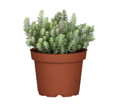 Sedum reflexum 'Blue Cushion' Sedum reflexum 'Blue Cushion'