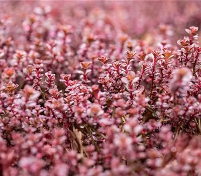 Sedum spurium 'Dragoon's Blood' Sedum spurium 'Dragoon's Blood'