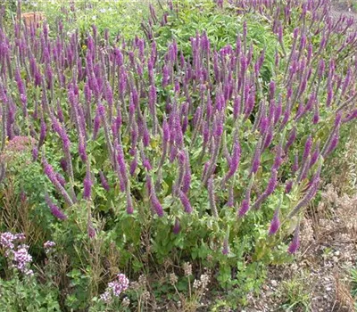 Teucrium x lucidrys, veg. Teucrium x lucidrys, veg.