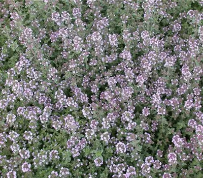 Thymus 'Duftkissen' (S) Thymus 'Duftkissen' (S)