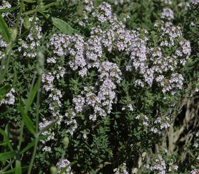 Thymus vulgaris 'Compactus' Thymus vulgaris 'Compactus'