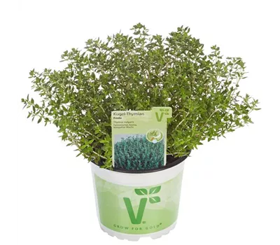 Thymus vulgaris 'Fredo' Thymus vulgaris 'Fredo'