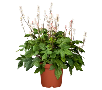Tiarella Hybr.'Morning Star' Tiarella Hybr.'Morning Star'