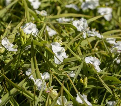 Tradescantia Anders.-Hyb.'Angel Eyes' Tradescantia Anders.-Hyb.'Angel Eyes'