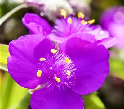 Tradescantia Anders.-Hyb.'Leonora' Tradescantia Anders.-Hyb.'Leonora'