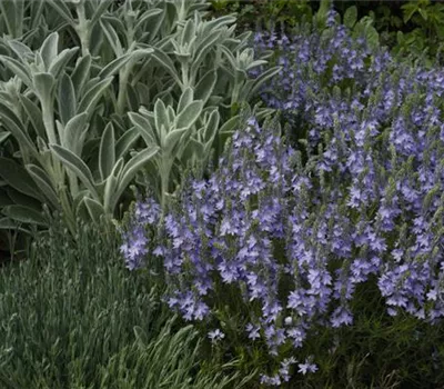 Veronica prostrata Veronica prostrata