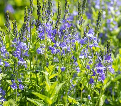 Veronica teucrium 'Knallblau'