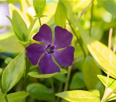 Vinca minor 'Atropurpurea' Vinca minor 'Atropurpurea'