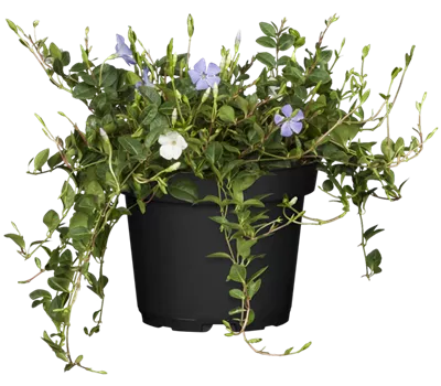 Vinca minor 'Trio Mix' Vinca minor 'Trio Mix'