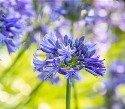 Agapanthus Hybr.'Brilliant Blue' Agapanthus Hybr.'Brilliant Blue'