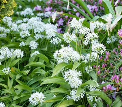 Allium ursinum (Bärlauch) Allium ursinum (Bärlauch)