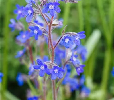 Anchusa azurea 'Loddon Royalist' Anchusa azurea 'Loddon Royalist'