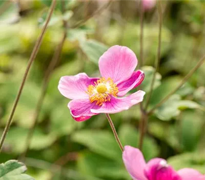 Anemone hupeh. Fantasy 'Red Riding Hood' -R- Anemone hupeh. Fantasy 'Red Riding Hood' -R-