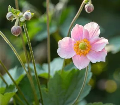 Anemone hupeh. 'Alando Rose' Anemone hupeh. 'Alando Rose'